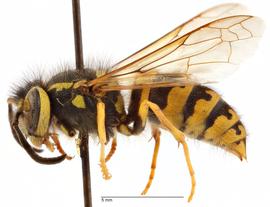   Vespula pensylvanica , lateral view; photo by Todd Gilligan, USDA APHIS PPQ ITP 
